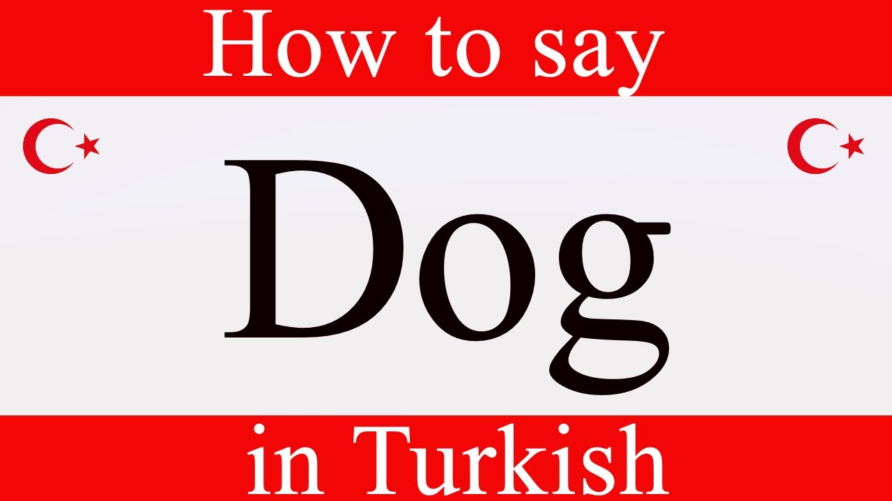 Learn Turkish | How to say