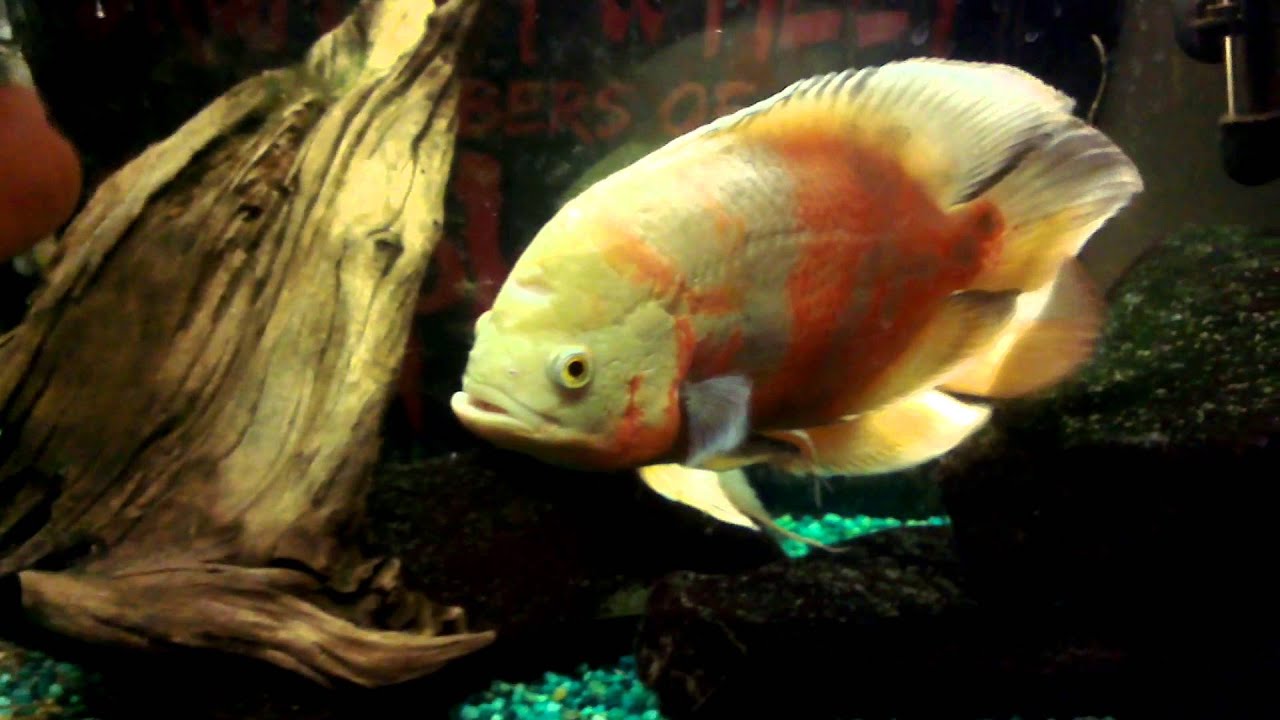 Albino tiger oscar feeding - YouTube