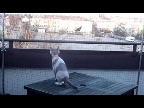 Sphynx Noong vs Krähe - Sphynx Noong vs big bird - Nr.81