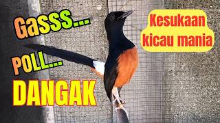 PENUH EMOSI🔥MURAI BATU GACOR AMPUH MEMANCING EMOSI MURAI BATU AGAR CEPAT BONGKAR ISIAN