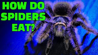 Tarantulas Digest BEFORE They Eat Prey? Spider Digestion EXPLAINED!
