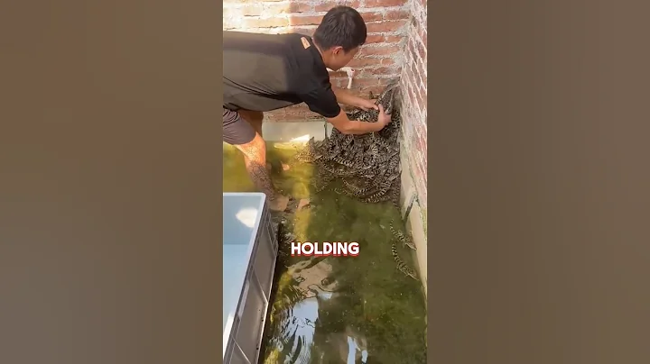 Chintu released the pet crocodiles into the pond." 😲🐊 #shorts #crocodile #shortsviral #shortsfeed