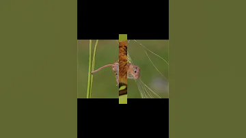 Мышь малютка