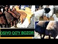 JIZZAX OSIYO QO'Y BOZORI 🐑🐏