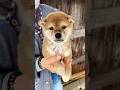 柴犬子犬🐶女の子❤️可愛い😍元気いっぱいです🐕 #shorts Shiba Inu puppy 🐶 girl ❤️ cute 😍 full of energy 🐕I Love Dogs