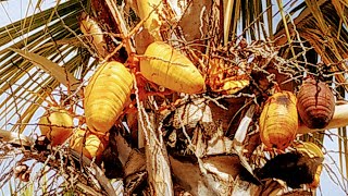 Coconuts (Cocos nucifera) in the Canary Islands