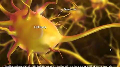 Nerve Impulse Mechanism [3D Animation]