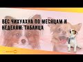 Вес чихуахуа по месяцам и неделям: таблица