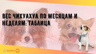 Вес чихуахуа по месяцам и неделям: таблица