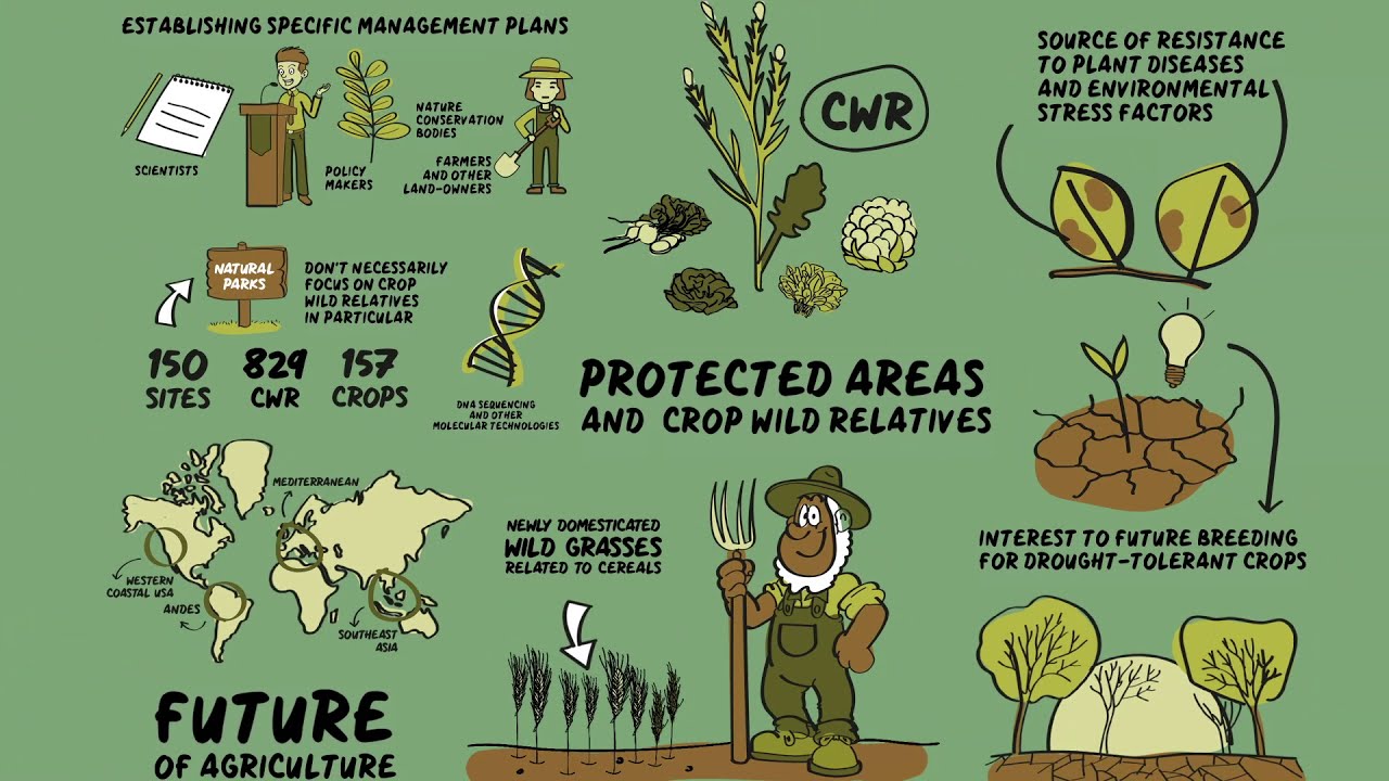 Dynaversity video scribing #9: Protected areas and crop wild relatives