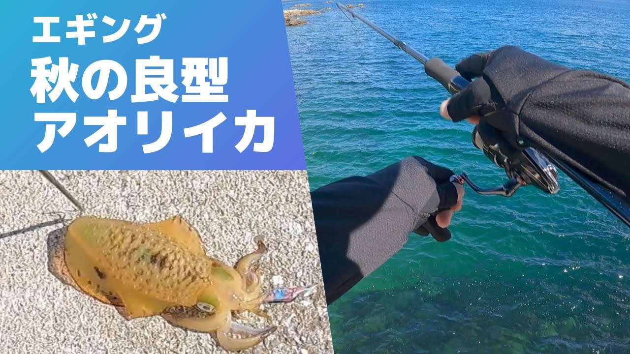 エギング 秋の良型アオリイカ Youtube エギング 秋の良型アオリイカ Youtube