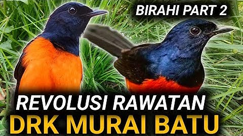 ILMU MAHAL LAGI !!! DRK MURAI BATU FAKTOR PENGARUHI BIRAHI MURAI BATU 