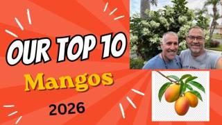 Mango Manor’s Top 10 mangoes in 2026