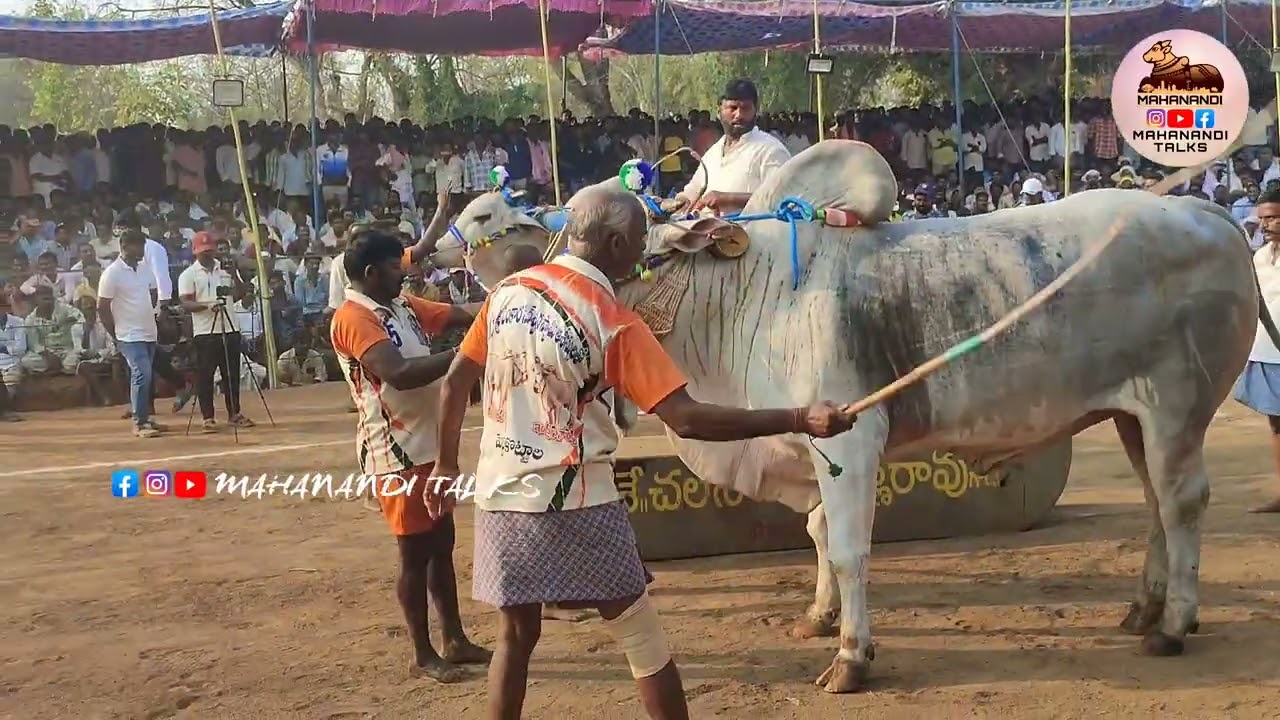 Boreddy Keshava Reddy Bulls/Pedda Kottala/మహానంది రైతు సంబరాలు