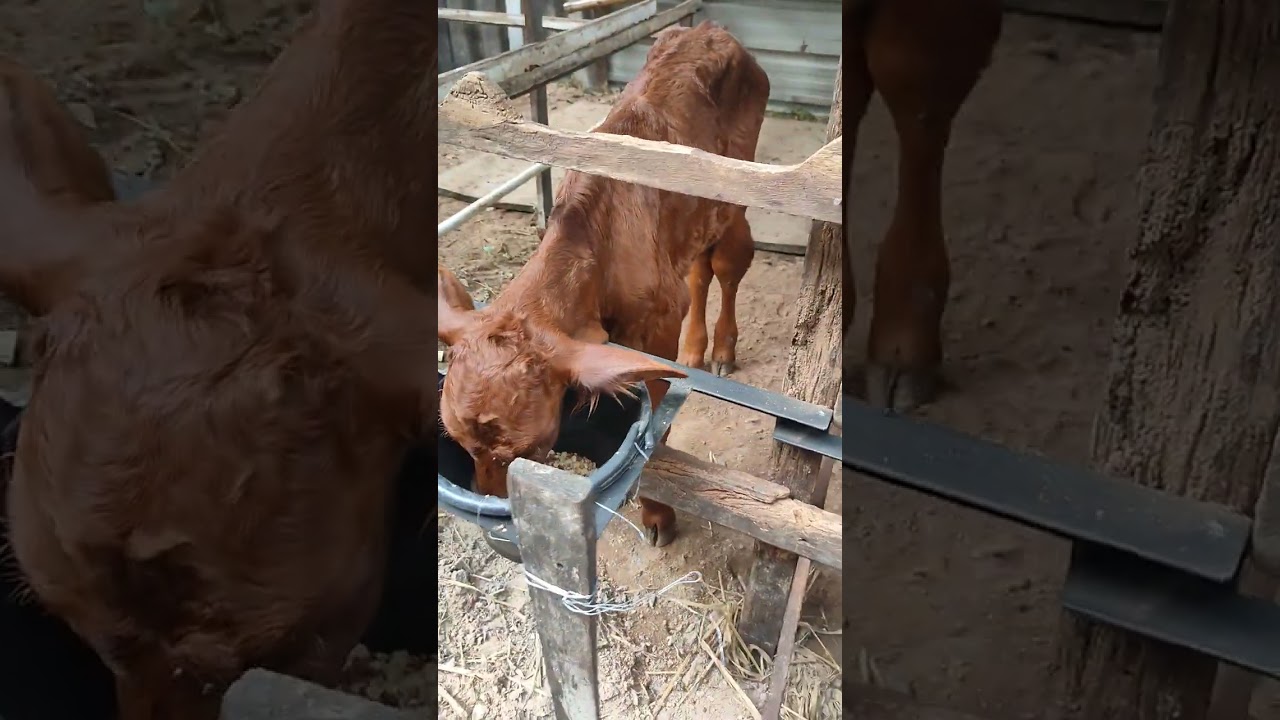 วิธีเลี้ยงวัวน้อยไม่มีแม่, ลูกวัวนม