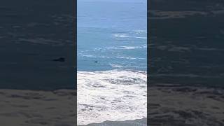 May 25, 2026 Silver Wings at The Beach NorCal Santa Cruz CA #socal #silverwings #beach