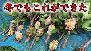 冬でも果樹はクローンで簡単に増やせた。レンブの取り木 - YouTube