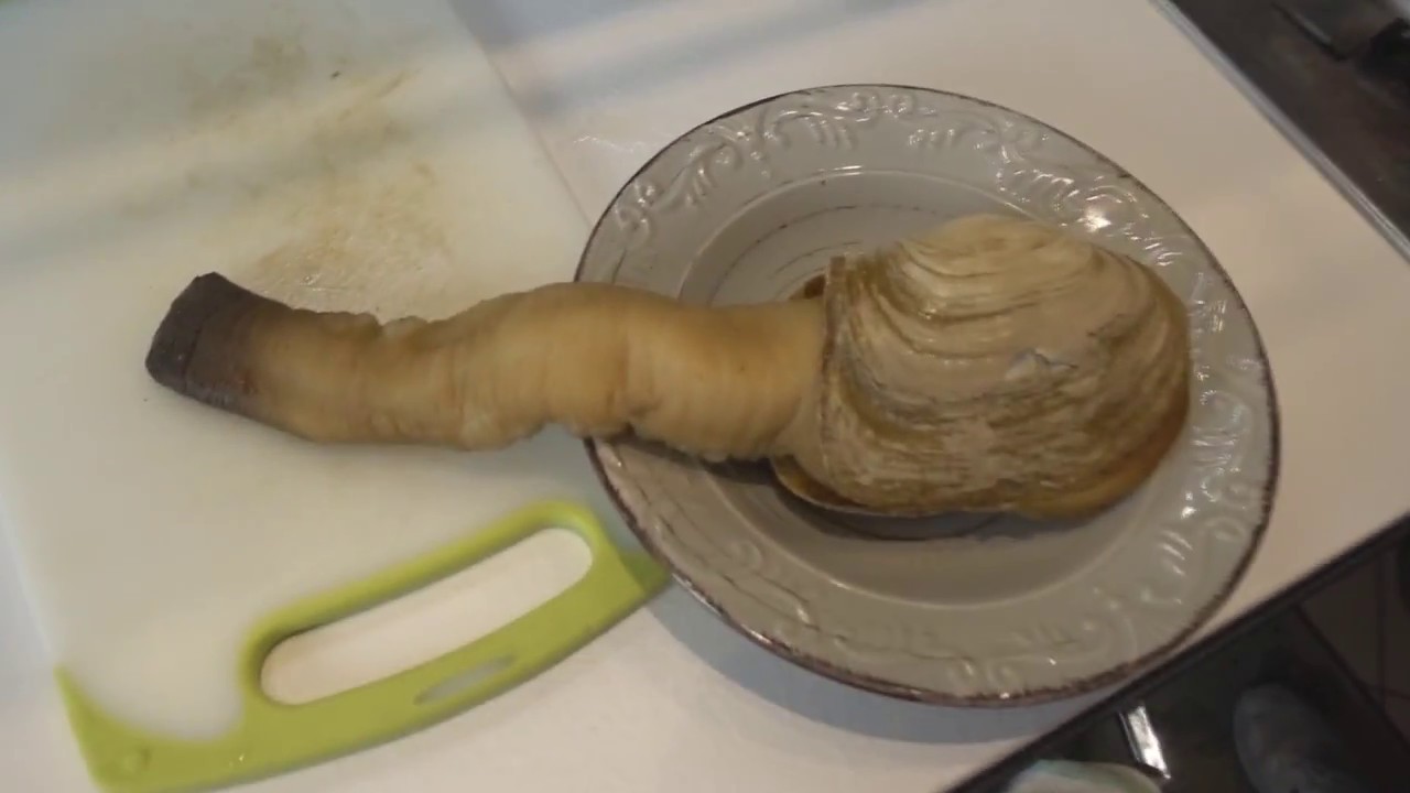 Ceviche Di Vongola Dalla Proboscide In Cucina Con Paul Kler E Bruce Youtube