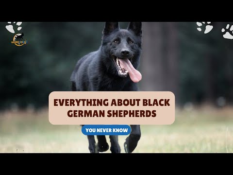 Everything About Black German Shepherds (+ Secrets) Cost, Behavior, Nature | World of Dogz