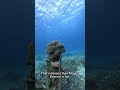 The Deepest Place on Earth 🌊(Amazing facts)#viral #facts #science #sea #shorts