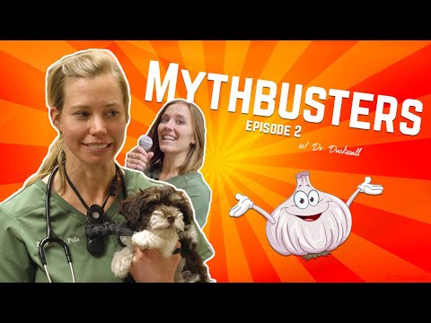 Do Fleas Provide Any Benefit