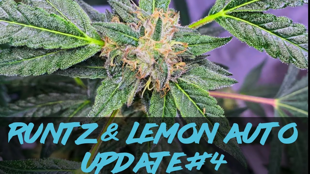 Matty Grows | The Indoor Grow | Runtz & Lemon Auto | #4 | 