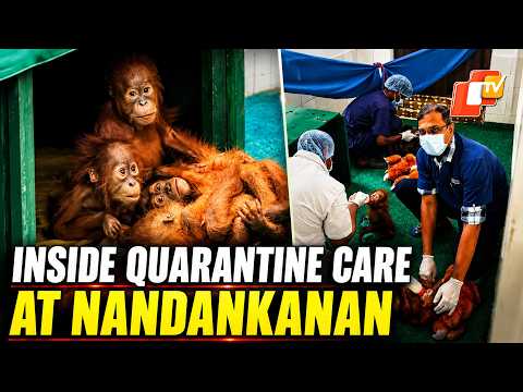 Bananas, Toys& 24×7 Watch: How Nandankanan Is Caring For 5 Baby Orangutans