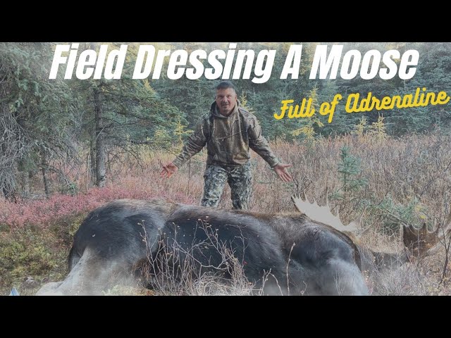 Field Dressing & Quartering A Moose For Transport (Moose Hunt Part 2)
