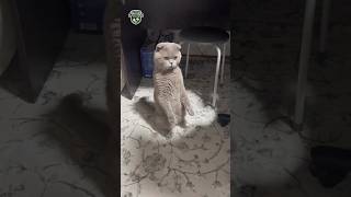 Kedileri çok severiz