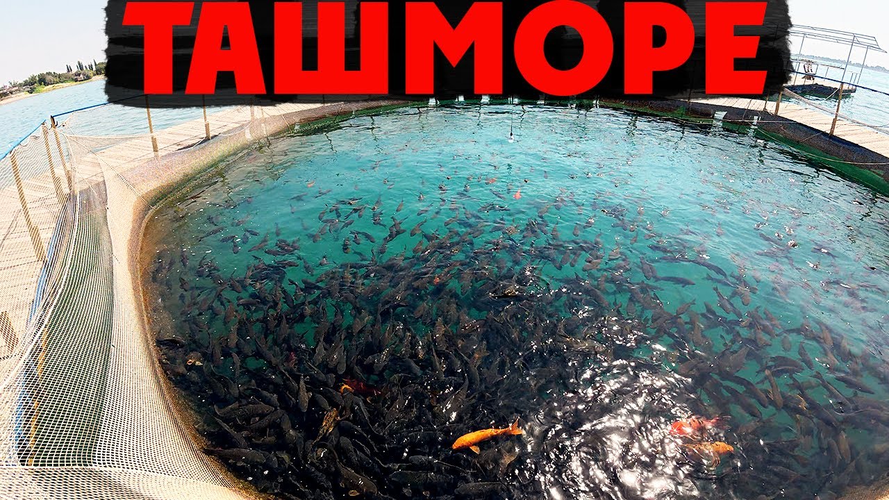 Ташкентское море и секретное кафе у залива | Живая рыба, огромный мясной сет и кукси на берегу!