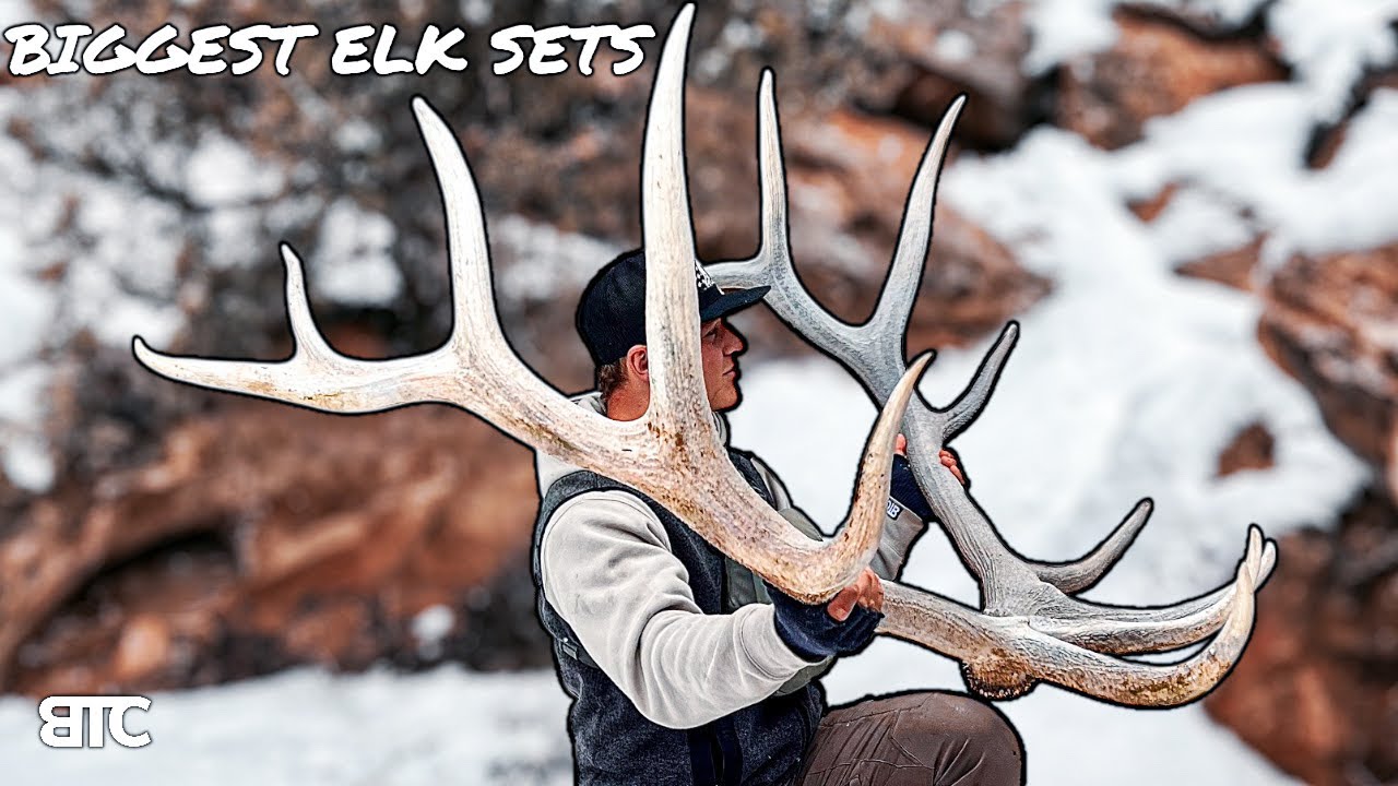 MY BIGGEST ELK SHEDS | BTC 4K
