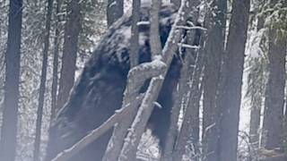 Hunters Discover Strange Shelter Then Capture Something Unbelievable