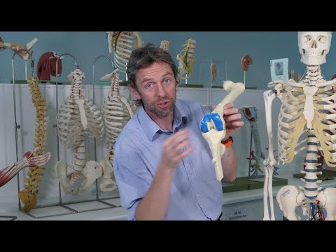 Video: I symfyse er knoglernes artikulære overflader dækket af?