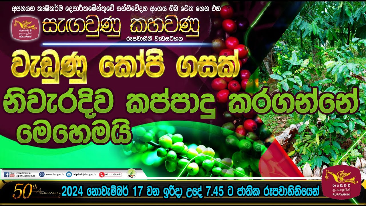 වැඩුනු කෝපි ගසක් නිවැරදිව කප්පාදු කරන්නේ මෙහෙමයි