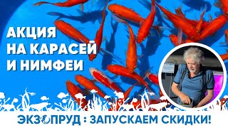 Запускаем скидки на карасей и прудовые нимфеи!