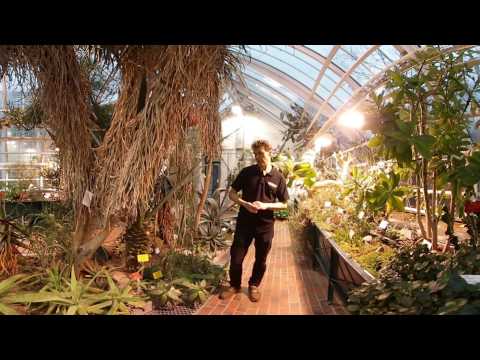 Video: Tehtävää kasvitieteellisessä puutarhassa – Opi toiminnasta kasvitieteellisessä puutarhassa