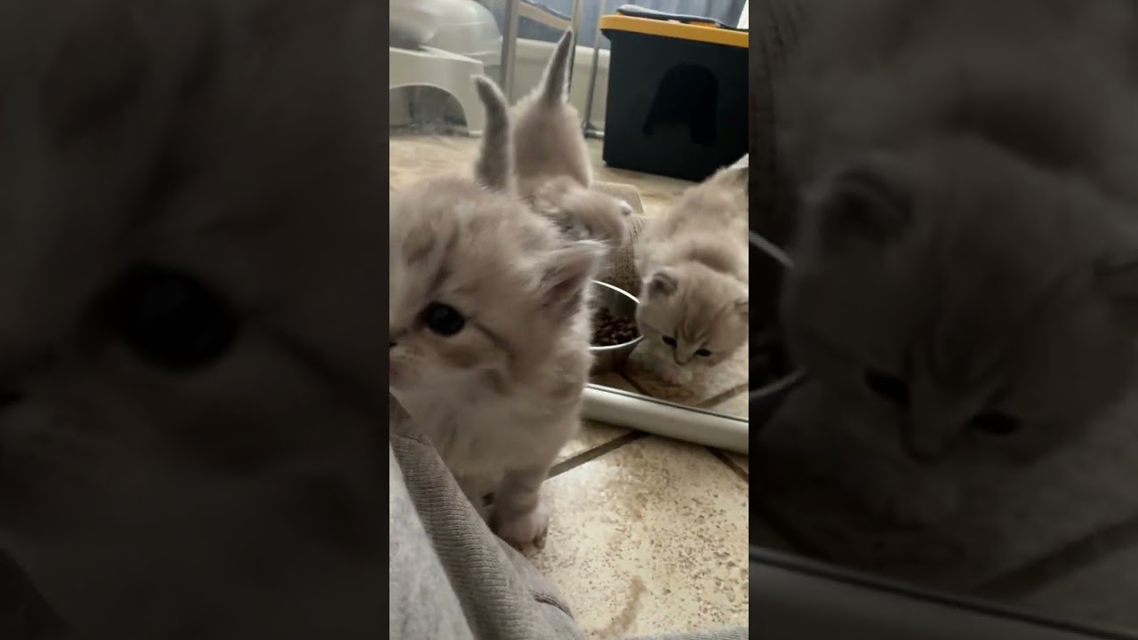 Stranger Things Litter, 5wk old RagaMuffin Kittens 