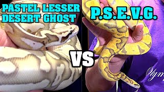 Ball Bash Male Final!  who we going to breed?  best male ball python?!