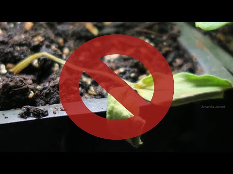 Prevent Damping Off FOREVER With This SIMPLE Ingredient!