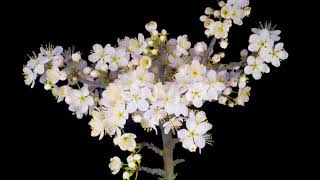 White Flowers Blossoms on the Branches Cherry Tree | Stock Footage - Envato elements