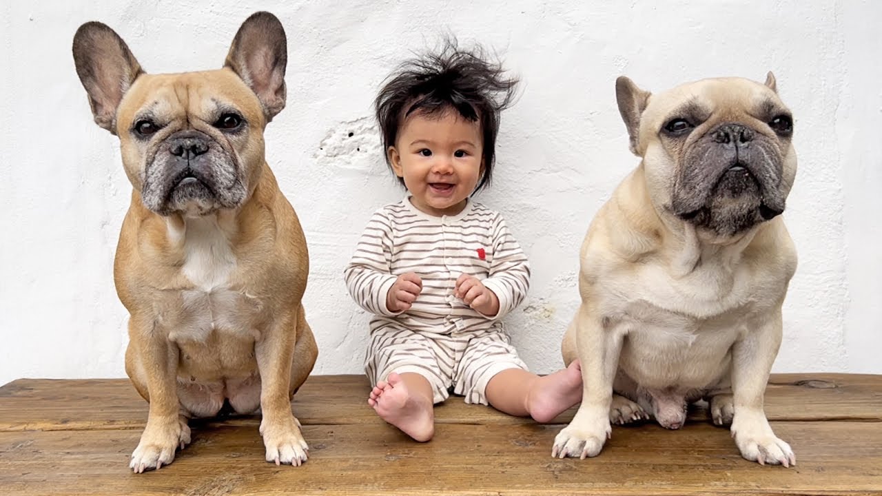surprising-our-baby-and-dogs-with-an-island-vacation-part-1-youtube