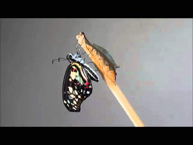 青斑鳳蝶羽化 3倍速度 Youtube