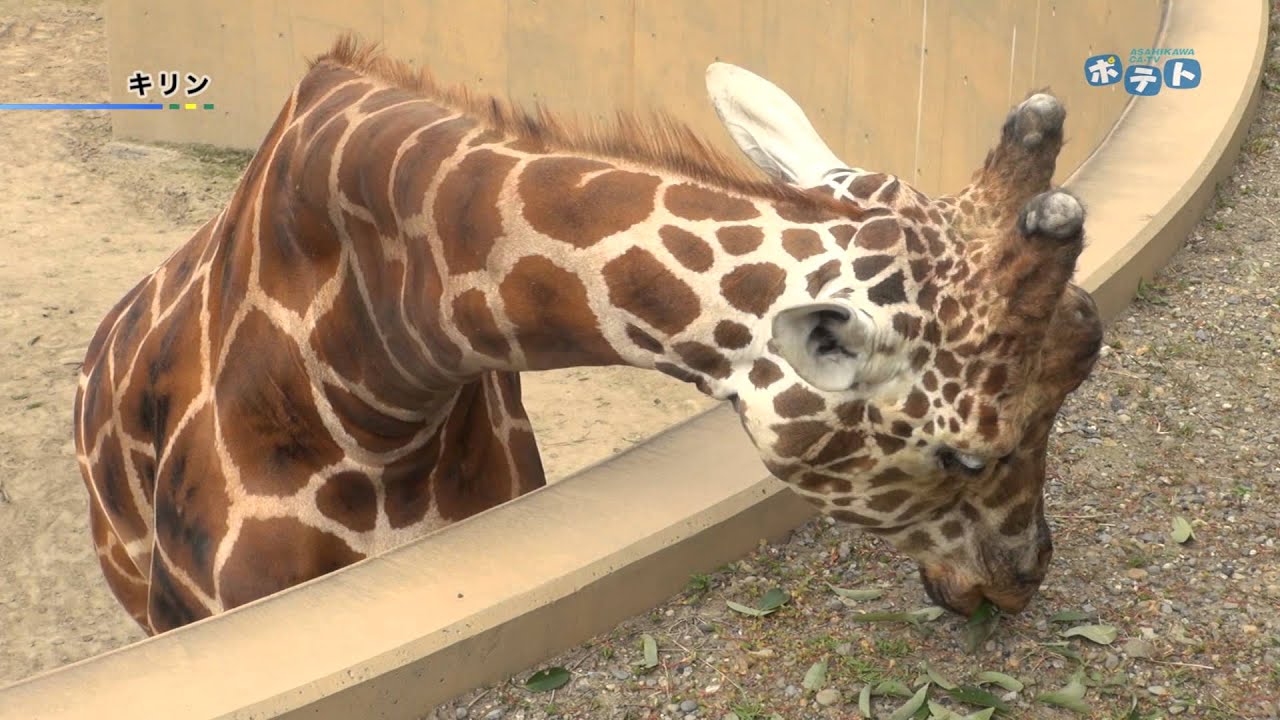 旭山動物園情報 キリンの紹介 15年9月5日放送 Youtube