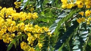 Corrientes en flor --- Por Ramona Galarza..