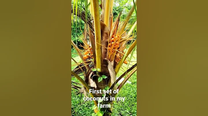 Coconut tree started bearing fruits in my farm.