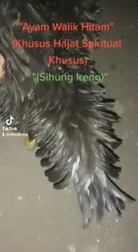 Ayam Walik Hitam Khusus Sarat Spiritual...!!!