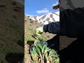 #It's the season to eat wild vegetables again #Original ecology in the mountains #Wild veg#148b4