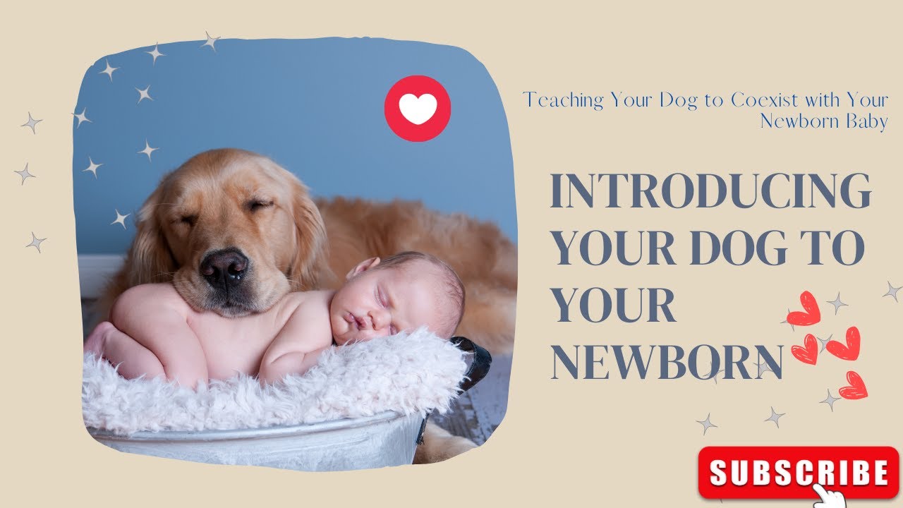 INTRODUCING YOUR DOG TO YOUR NEWBORN Teaching Your Dog to Coexist
