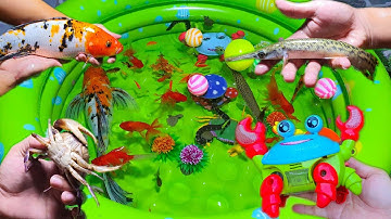 Động vật dễ thương Videos : Cá Sấu Hỏa Tiễn, Cá Koi, Baba, Rắn Nước, Cua, Cá Tép