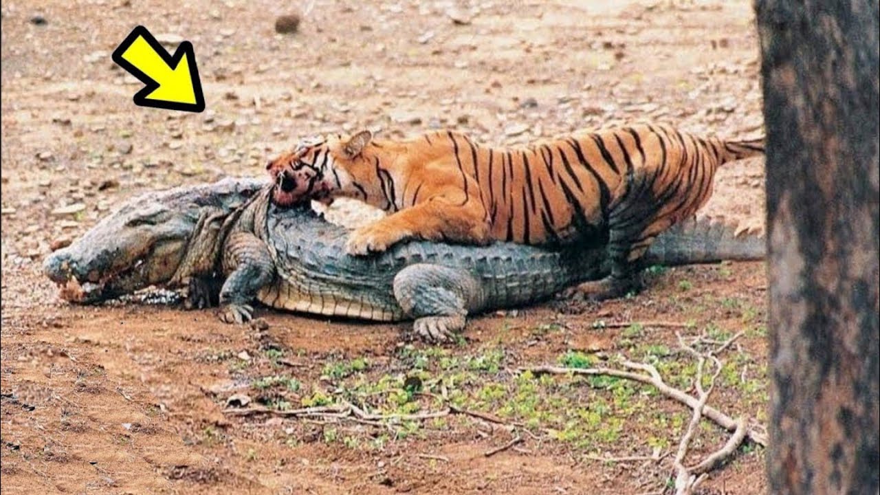 Actualizar 59+ imagen tigre ataca a cocodrilo